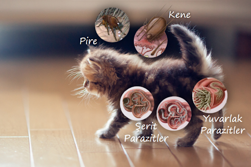 Kedilerde İç ve Dış Parazitlerin Belirtileri